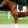 Passier Corona II Dressursadel - Billede 2