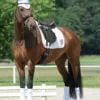 Passier ABS Dressursadel - Billede 3